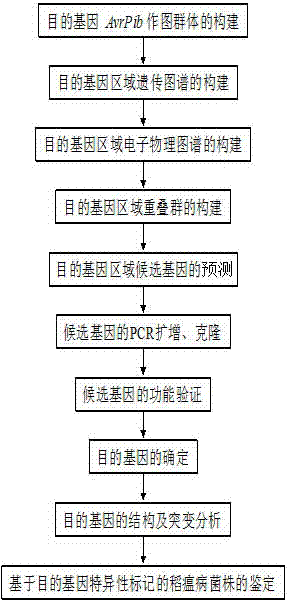 Magnaporthe oryzae avirulence gene AvrPib specific molecular marker, and method and application thereof