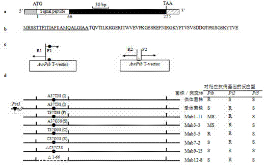 Magnaporthe oryzae avirulence gene AvrPib specific molecular marker, and method and application thereof