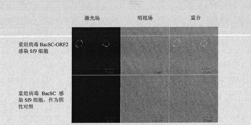 Recombinant baculovirus expressing porcine circovirus type 2 (PCV-2) immunogen gene and preparation method and application thereof