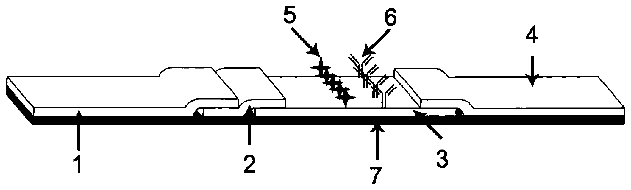 A black phosphorus-gold nanoparticle compound photo-thermal quantitative immunochromatography test strip for detecting small-molecule substances and a preparation method thereof