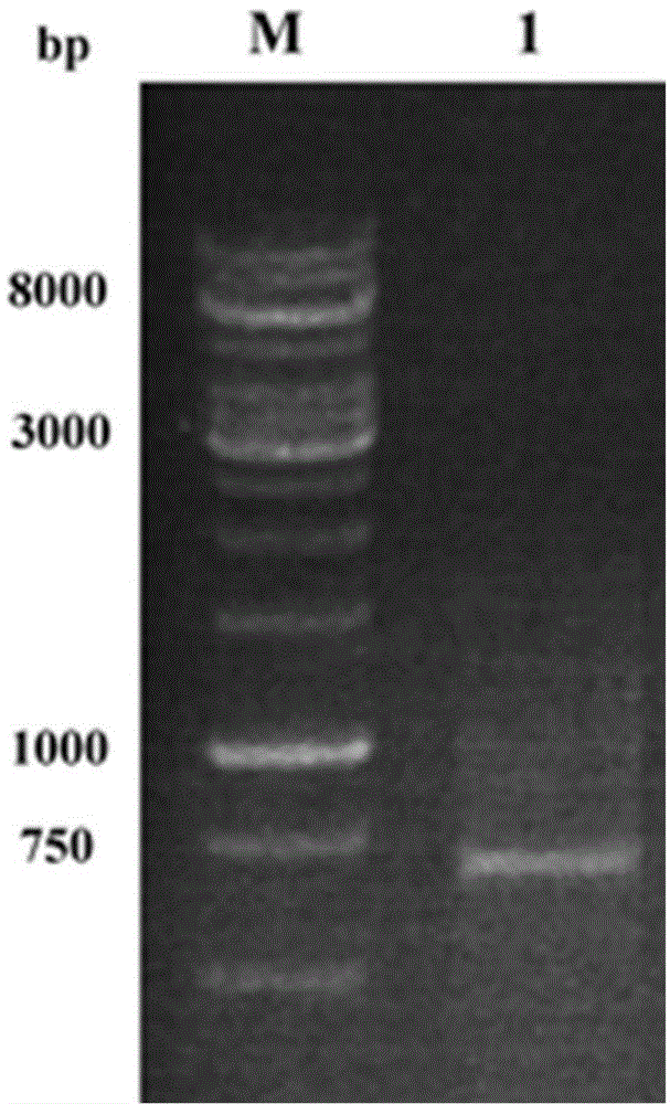 Method for preparing R-o-chloromandelic acid methyl ester through biocatalysis dynamic kinetic resolution