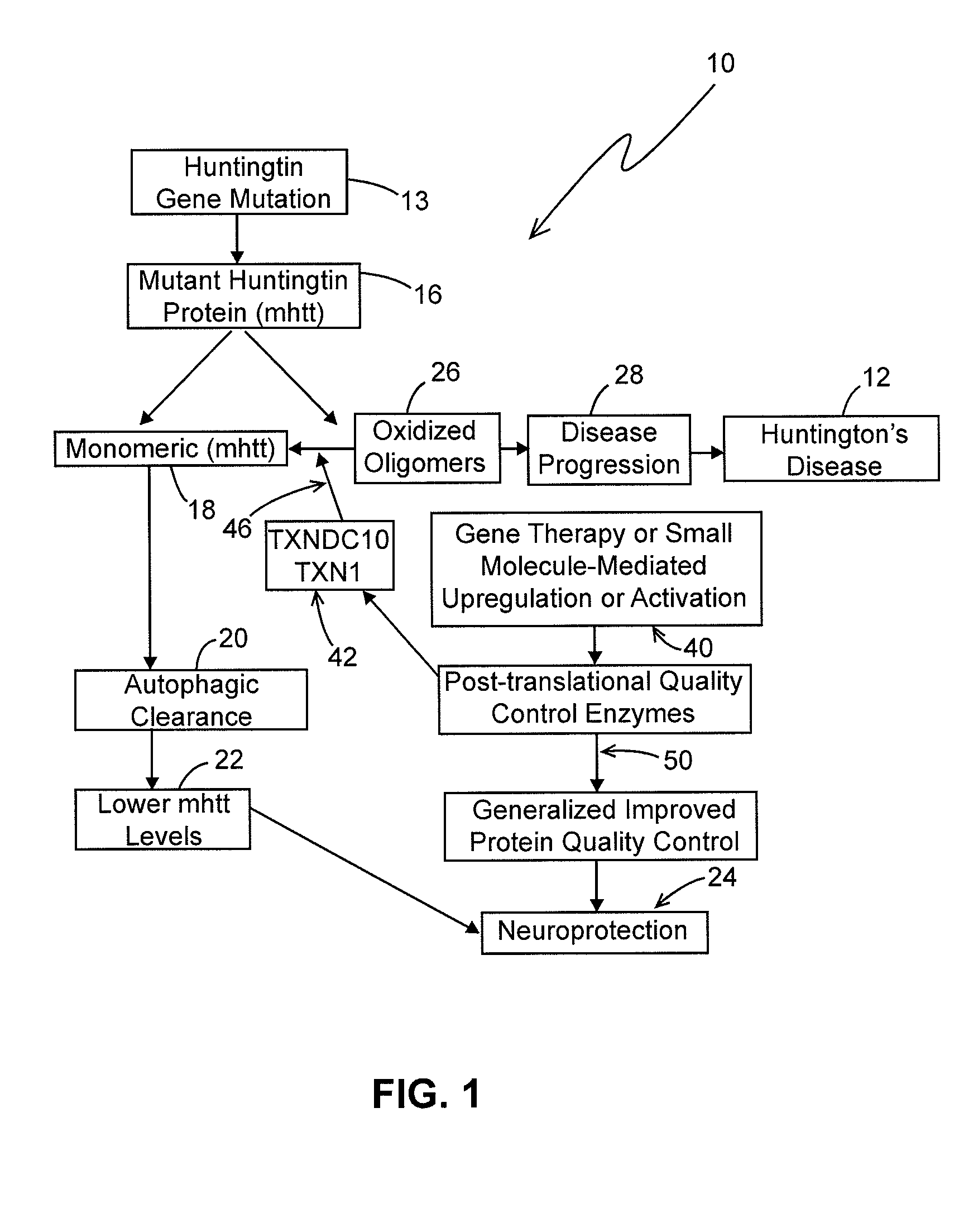 Method for reducing protein misfolding and accumulation in Huntington'S disease cells