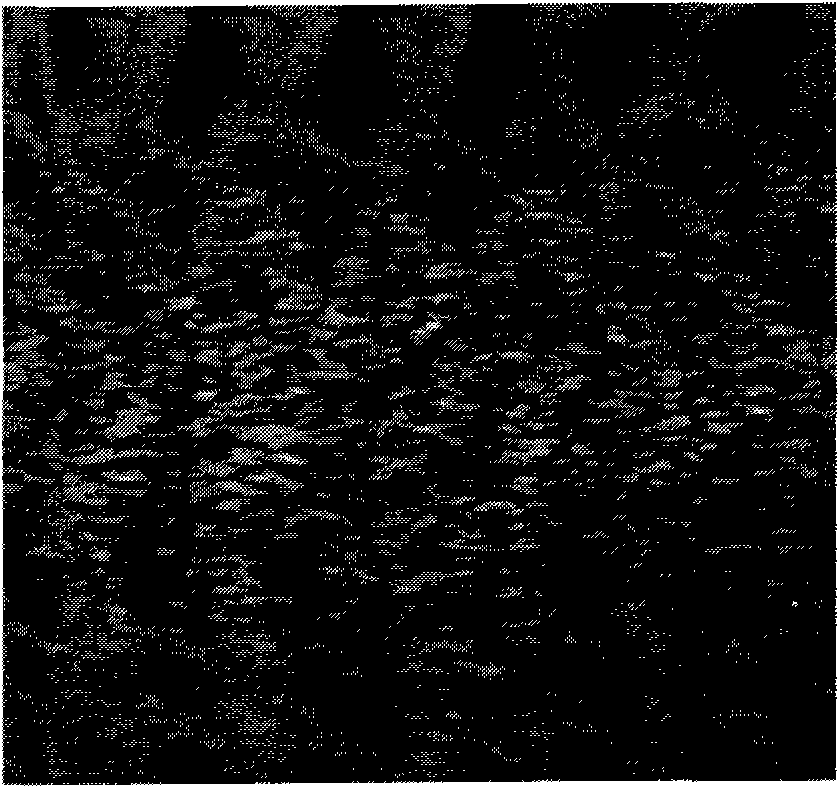 Two-dimension displacement estimation method of elasticity imaging