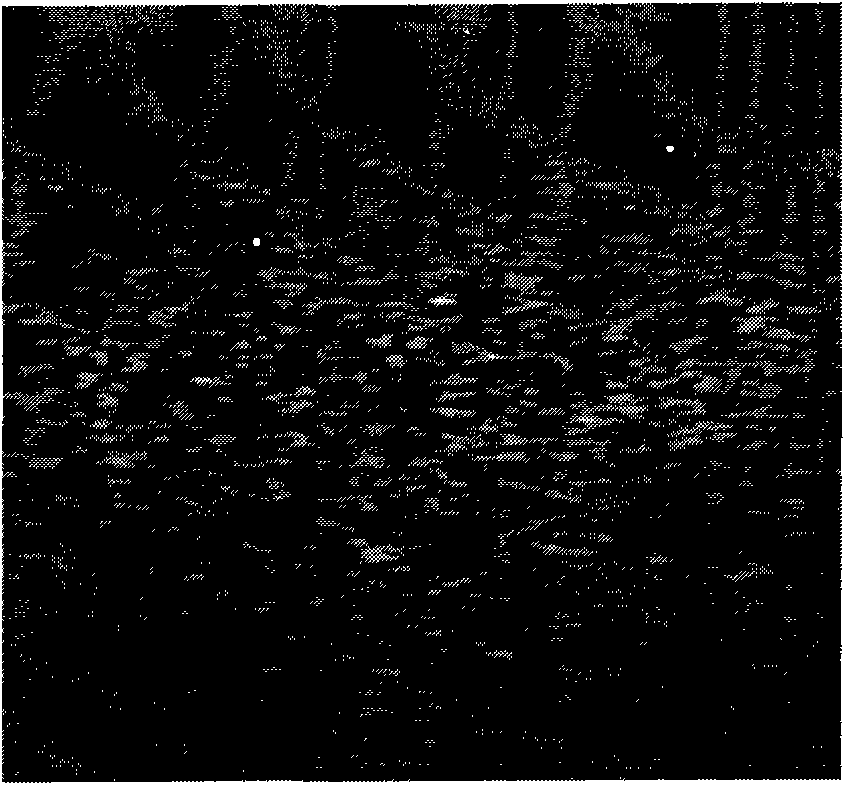 Two-dimension displacement estimation method of elasticity imaging