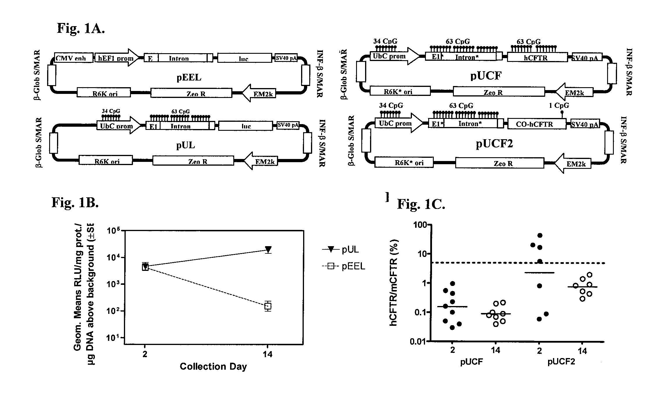 Long-term in vivo transgene expression