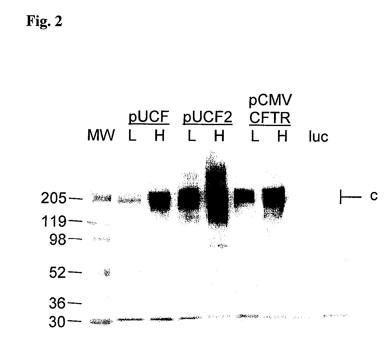 Long-term in vivo transgene expression