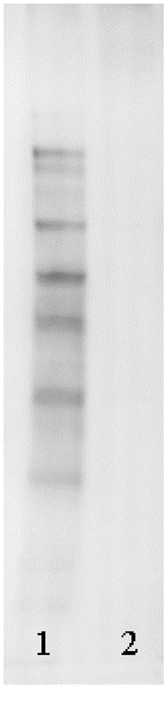 Zebra fish vitellogenin immunoblotting reagent kit as well as detection method and application thereof