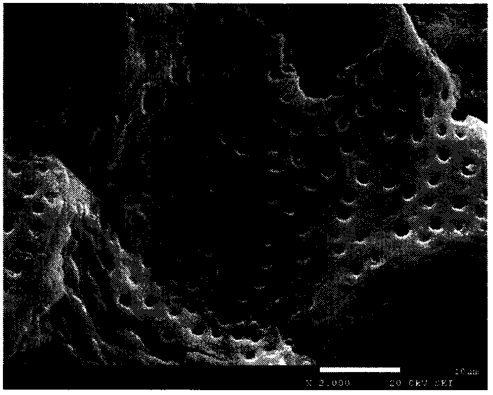 Ethylenediamine-modified peach kernel cationic adsorbent and preparation method thereof