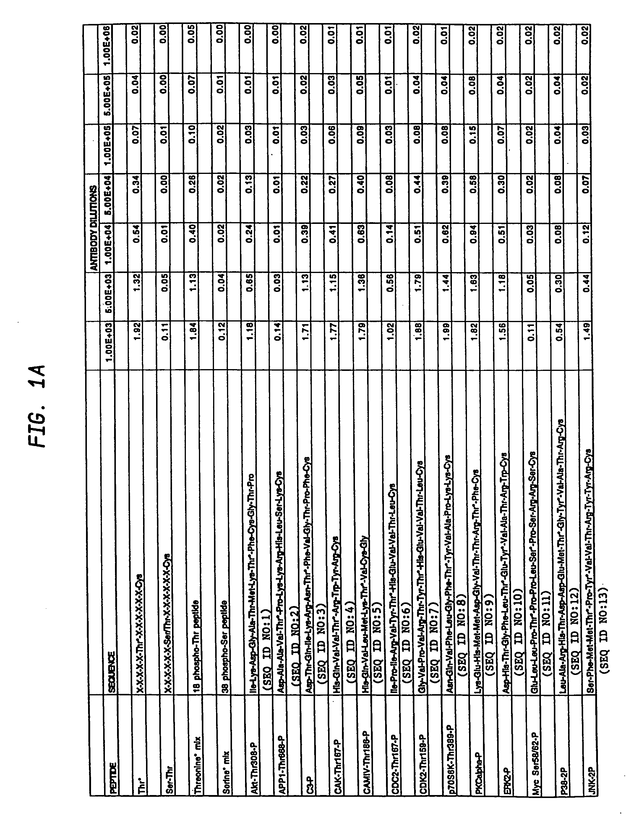 Production of motif-specific and context-independent antibodies using peptide libraries as antigens