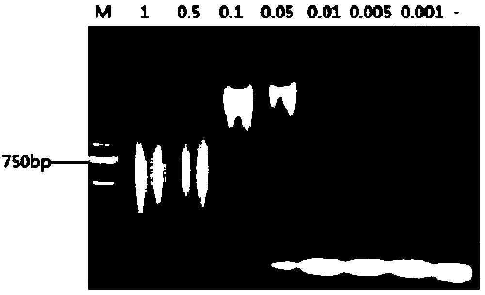 Kit and method for detecting microRNA (ribonucleic acid)-155