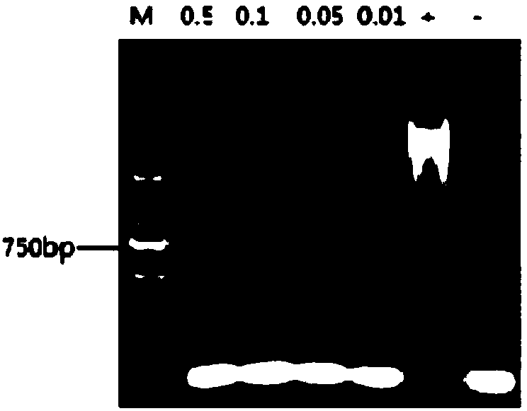 Kit and method for detecting microRNA (ribonucleic acid)-155