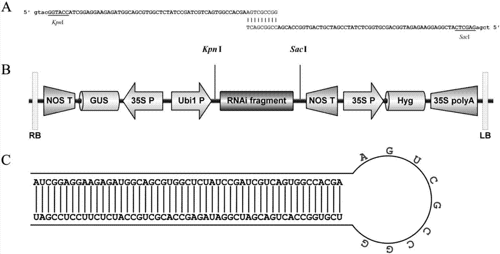 OsbHLH116 gene for controlling rice seed germination, RNAi carrier, as well as preparation method and application thereof