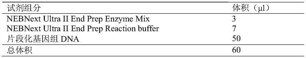 Detection probe, kit and method for Dystrophin gene