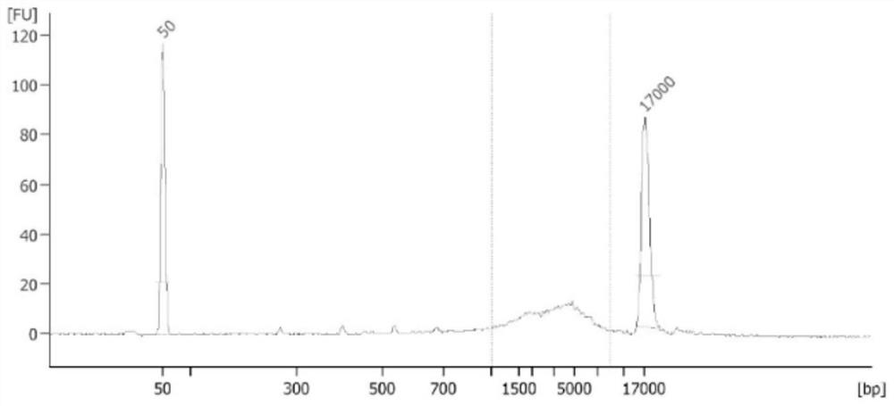 Detection probe, kit and method for Dystrophin gene