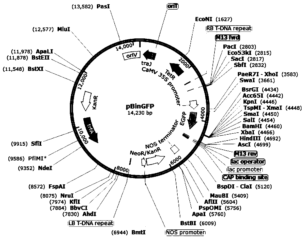 Fungus effector, coding gene and application thereof