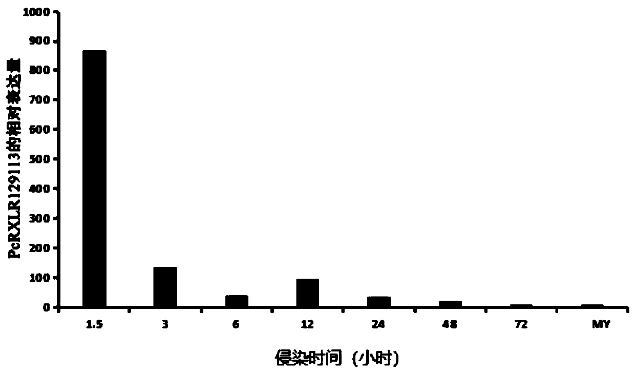 Fungus effector, coding gene and application thereof