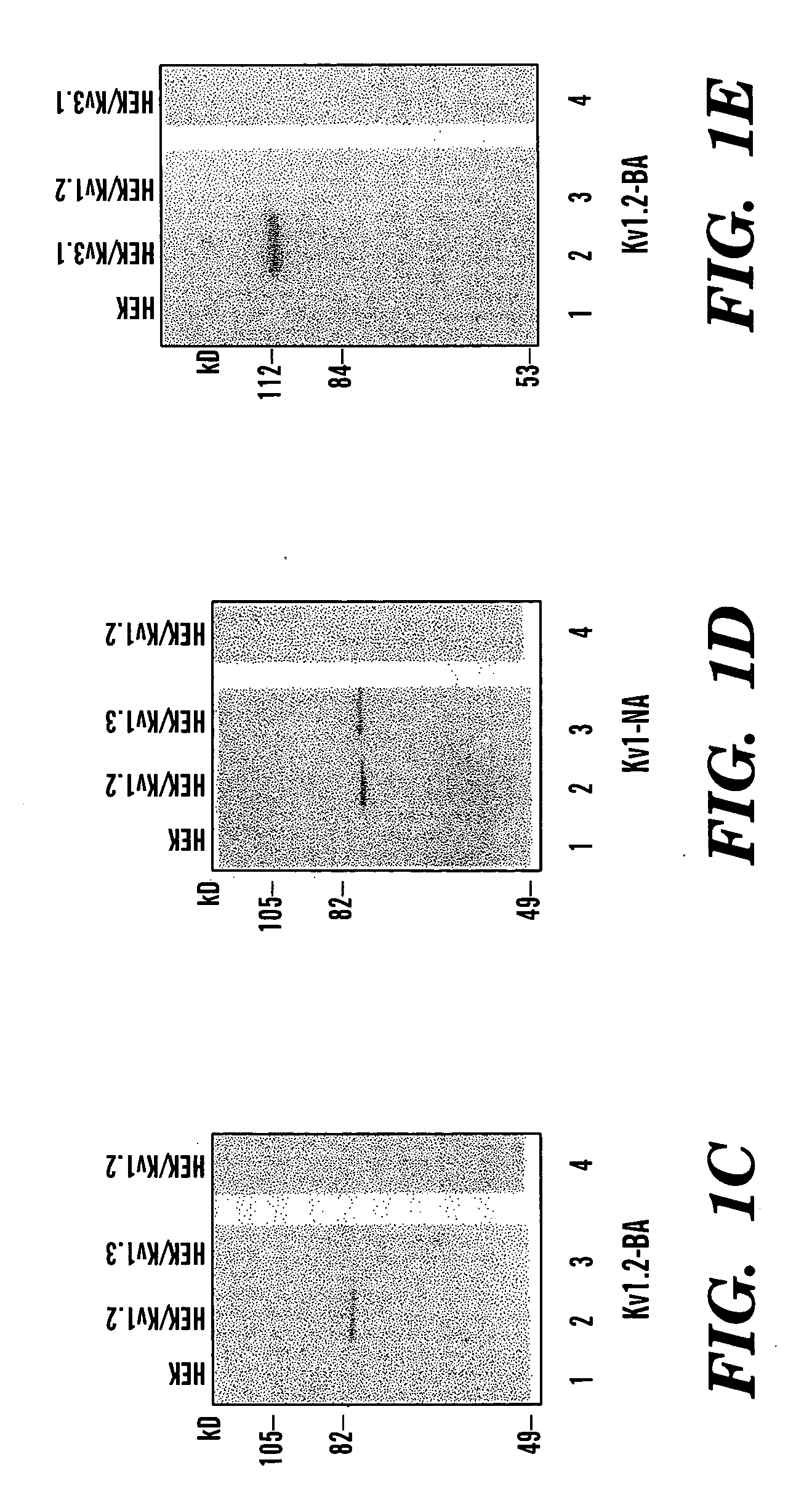 Methods for designing specific ion channel blockers