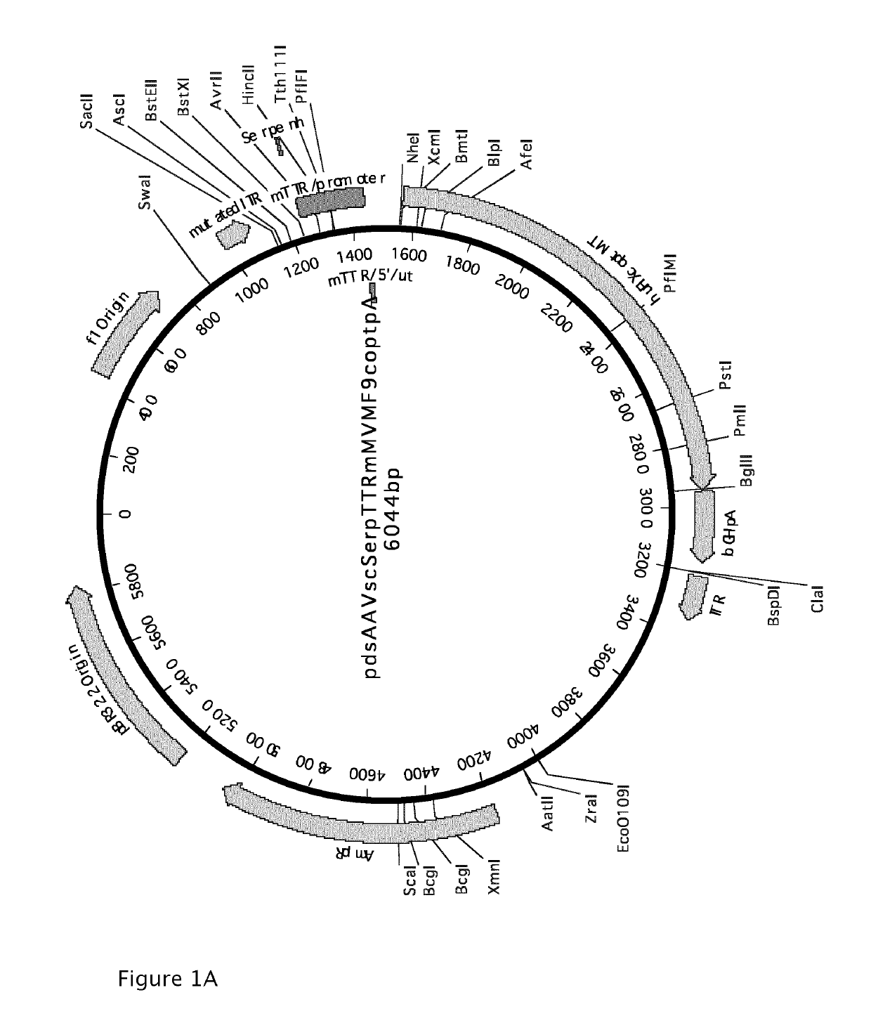 Vectors for liver-directed gene therapy of hemophilia and methods and use thereof