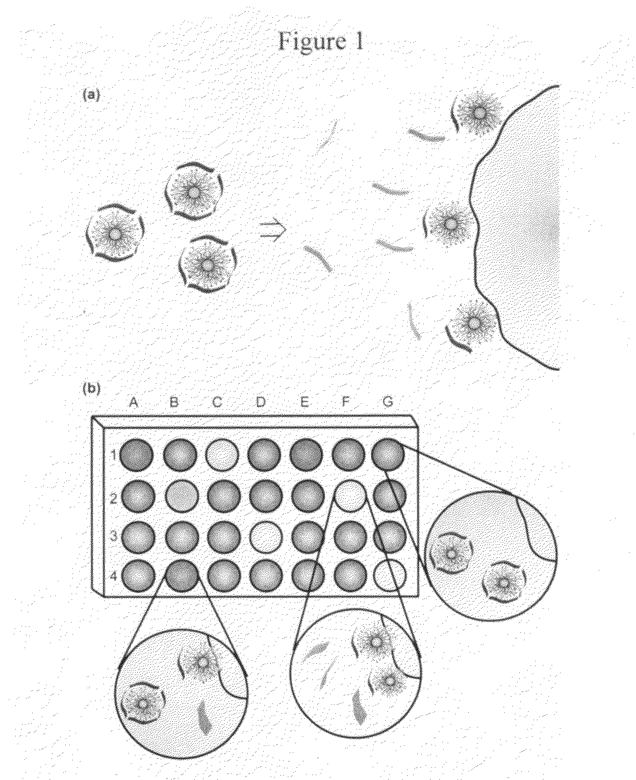 Methods and compositions for pathogen detection using fluorescent polymer sensors