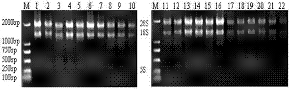 Primer for screening reference genes of syzygium samarangense under low-temperature stress and application thereof