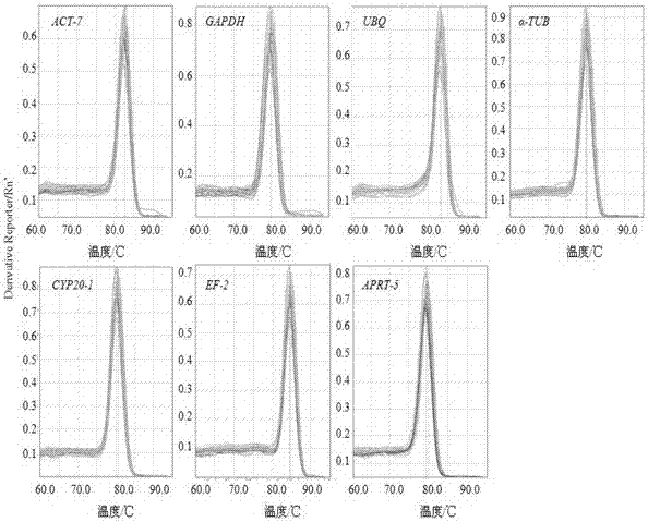 Primer for screening reference genes of syzygium samarangense under low-temperature stress and application thereof