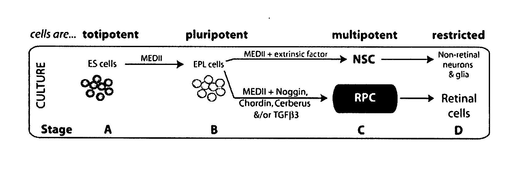 Retinal stem cell compositions and methods for preparing and using same