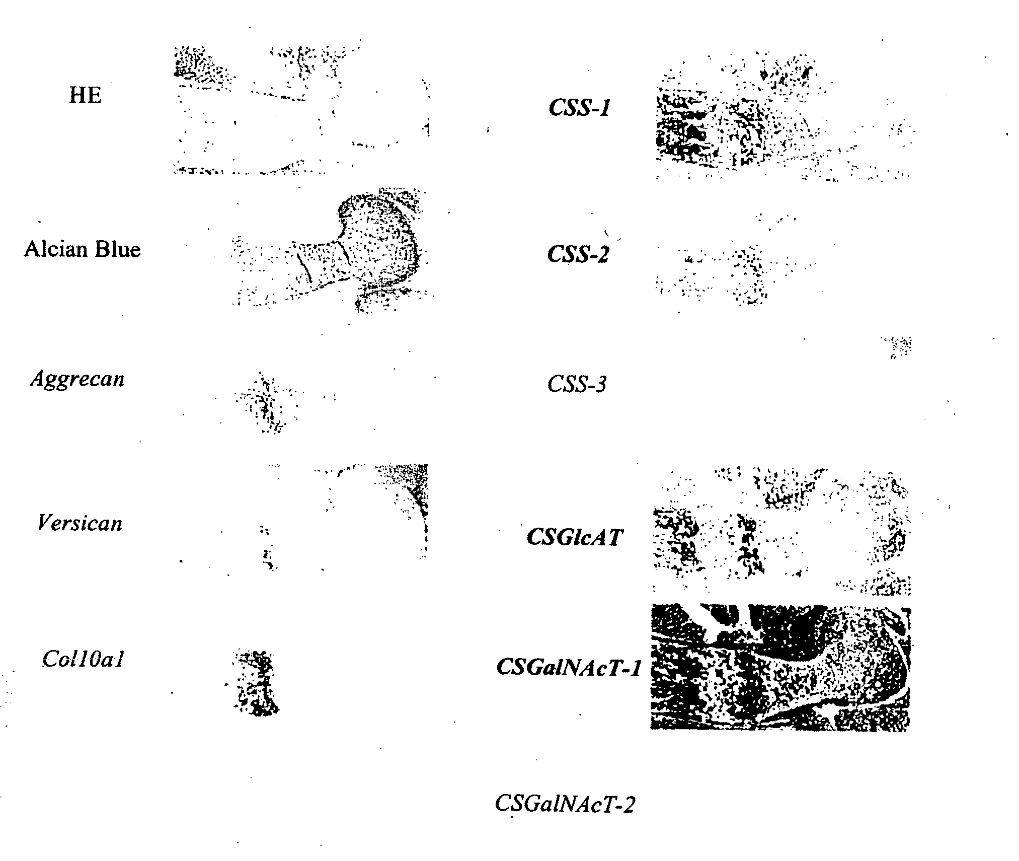 Chondroitin sulfate synthesis promoter