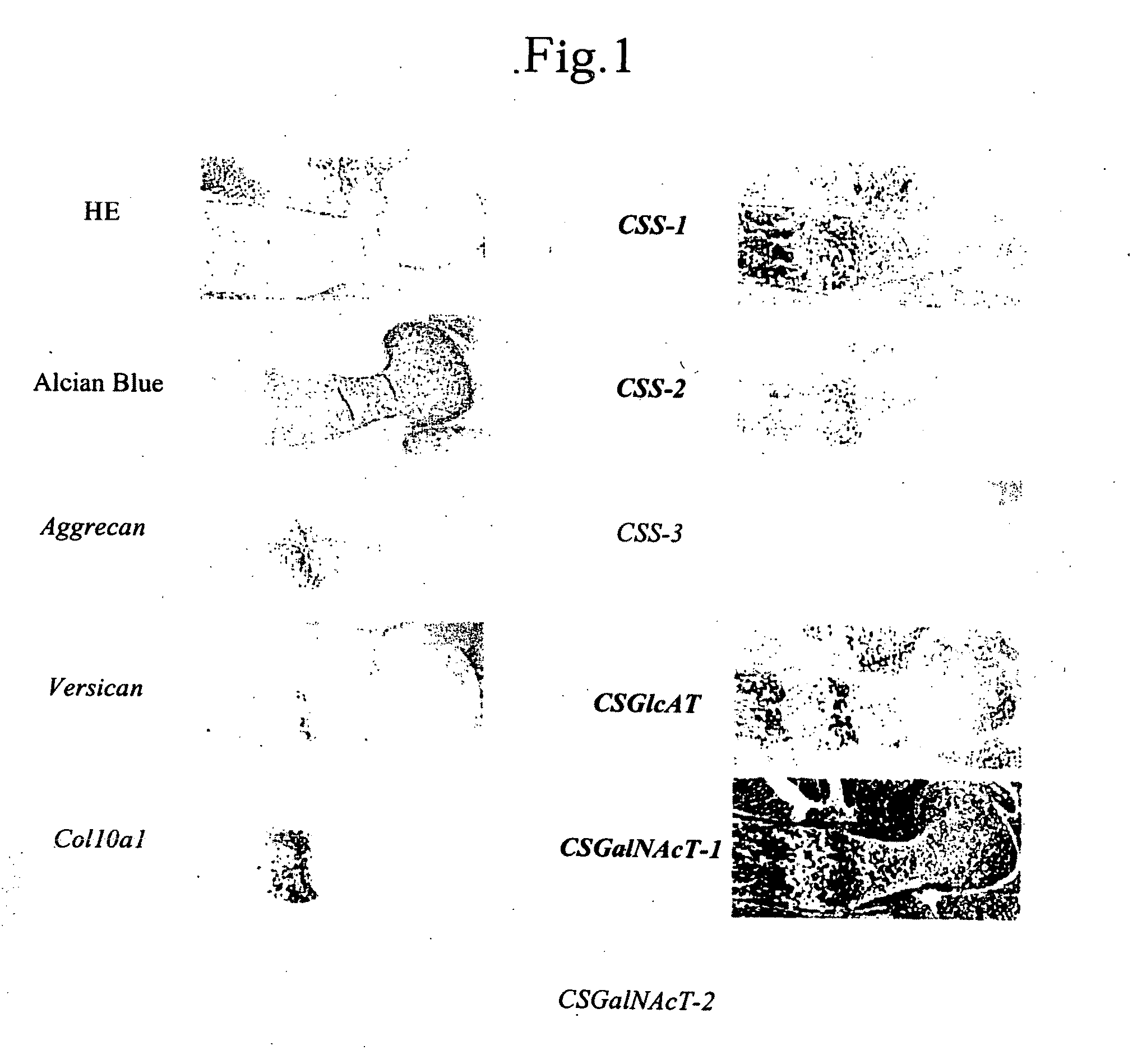 Chondroitin sulfate synthesis promoter