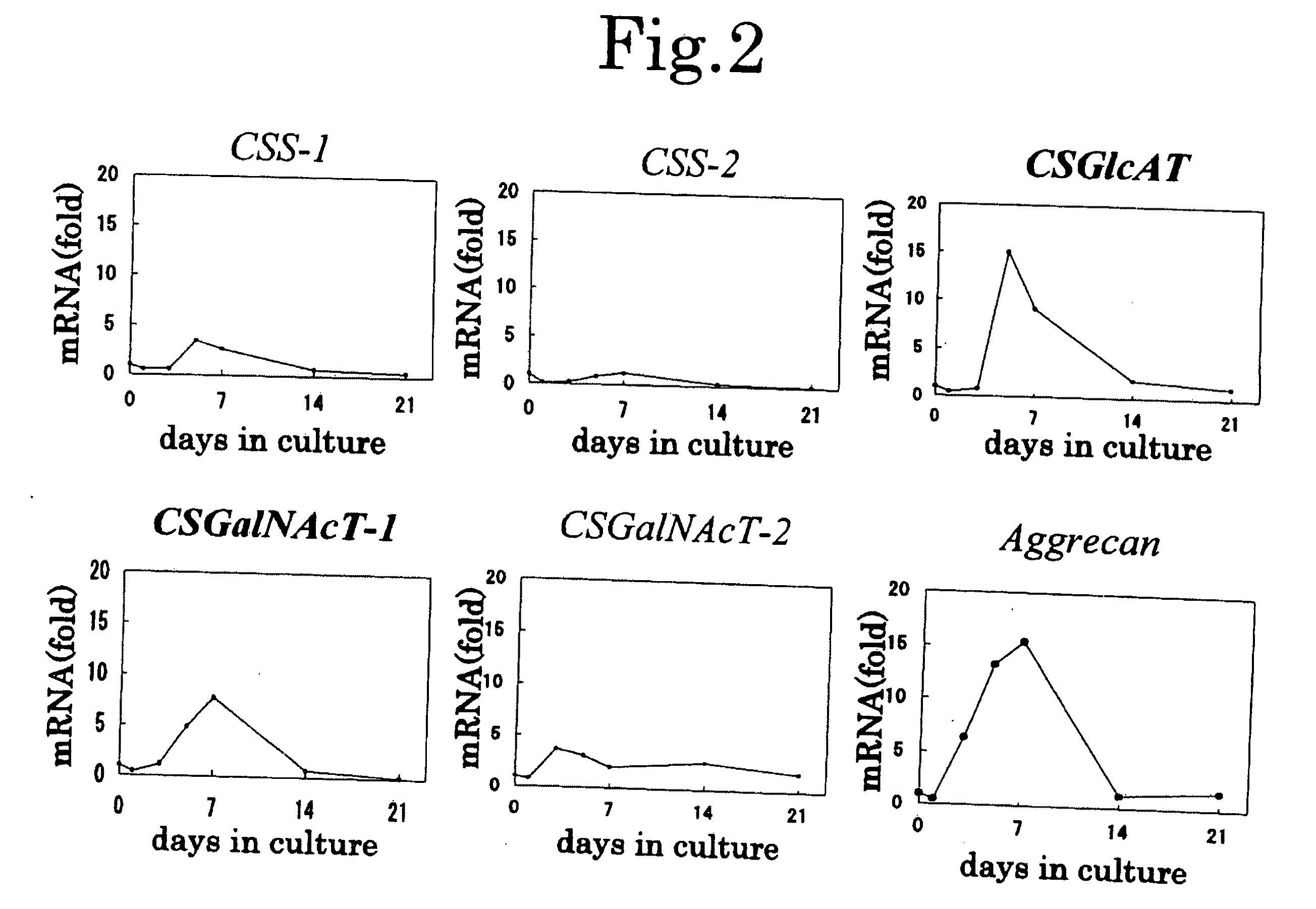 Chondroitin sulfate synthesis promoter