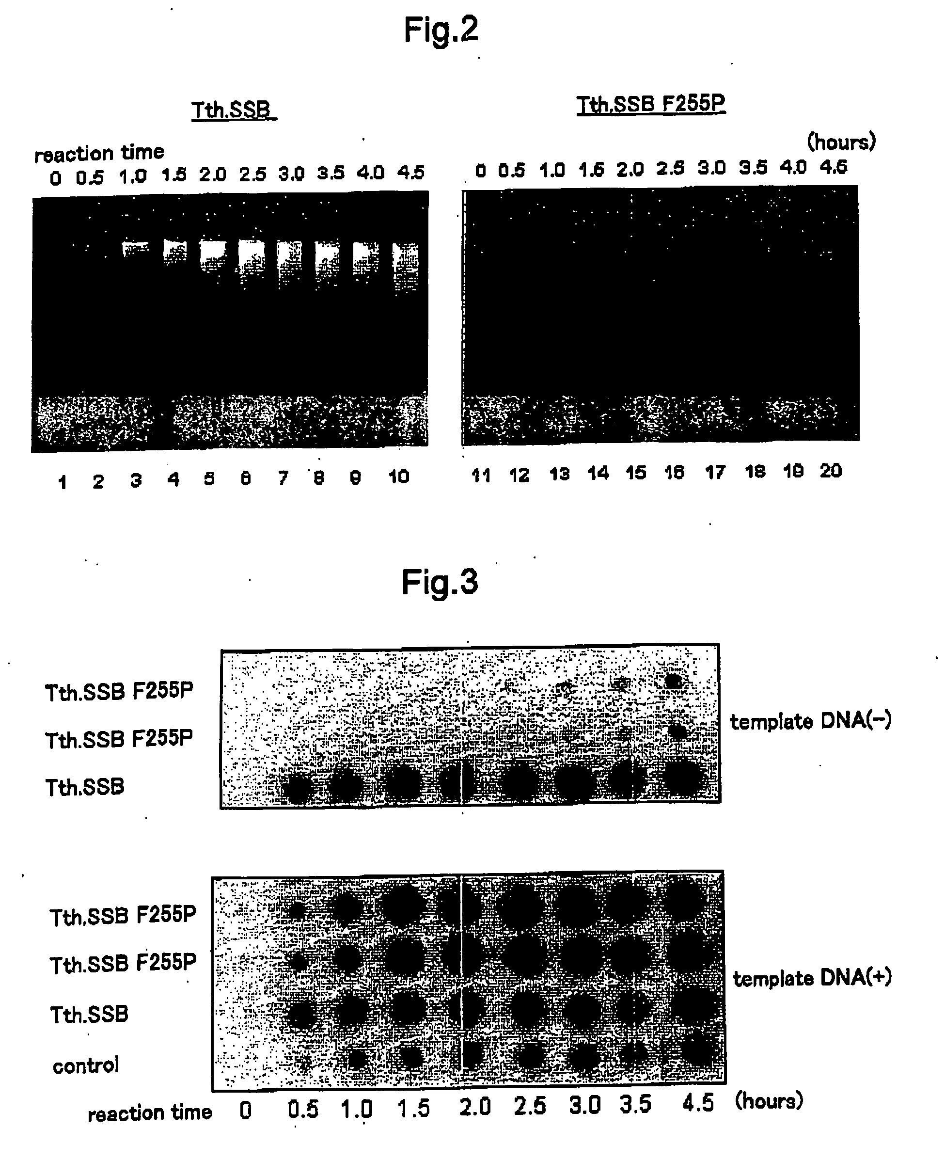 Extreme thermophile single-stranded DNA binding mutant protein, and nucleic acid isothermal amplification method of use thereof