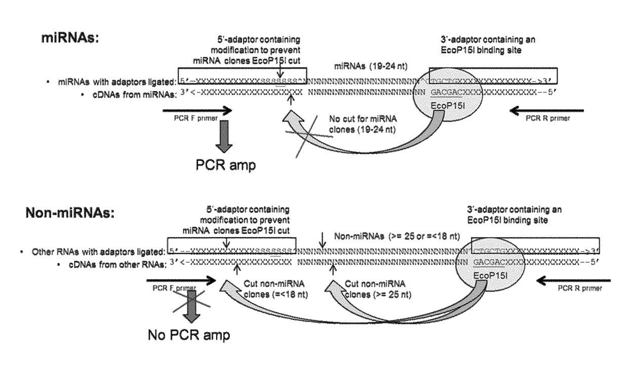 miRNA TRANSCRIPTOME METHODS AND COMPOSITIONS