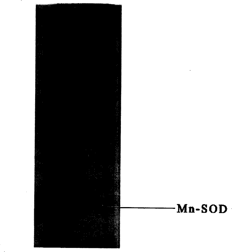 High-density fermentation and purification process for recombination high temperature-resistant hyperoxide dismutase