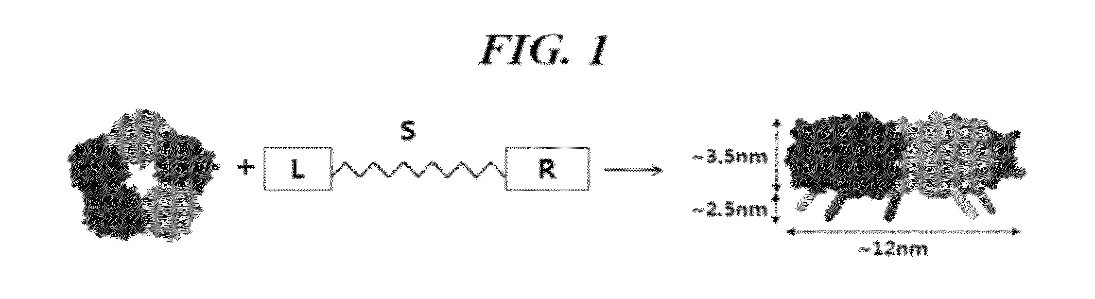 Molecularly printed polymer for detecting the pentraxin, and method for preparing same