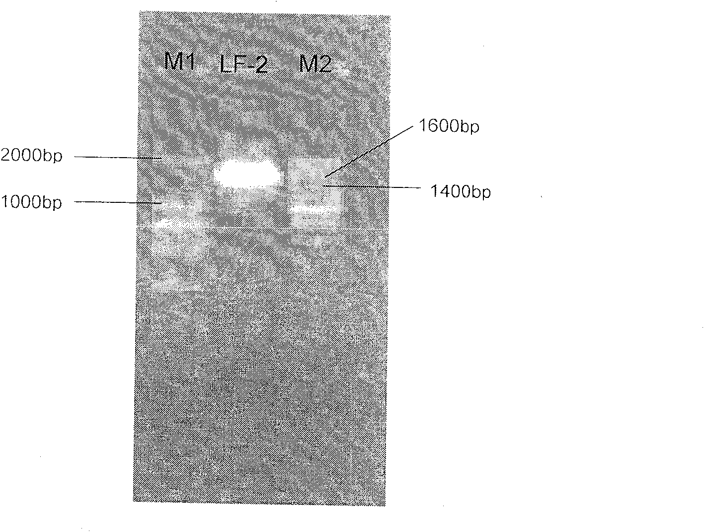 Staphylococcus pasteuri LF-2 and application thereof