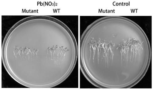 Application of corn ZmAKIN beta gamma 1 gene in cultivation of lead stress resistant corn