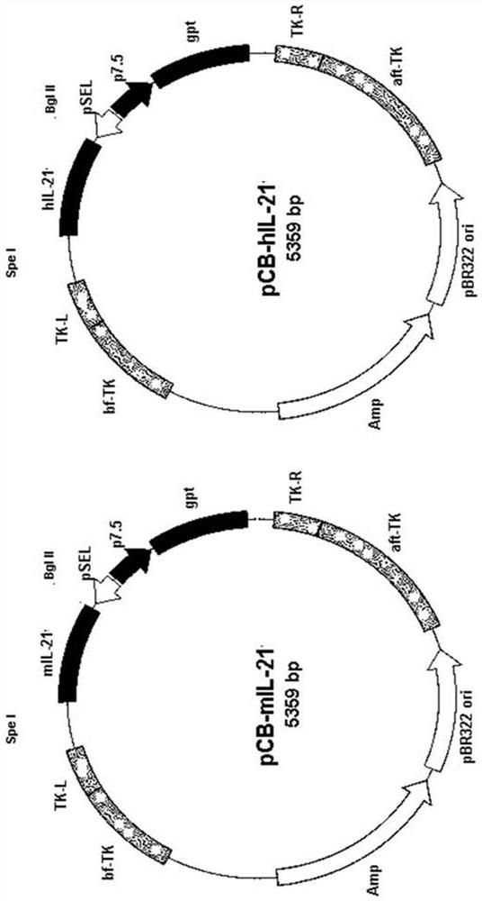 Isolated recombinant oncolytic poxviruses, pharmaceutical compositions and their use in medicaments for the treatment of tumors and/or cancers