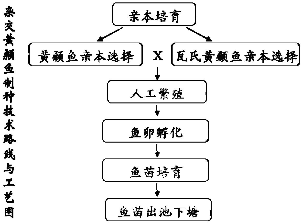 A compound breeding method for improving the growth traits of yellow catfish