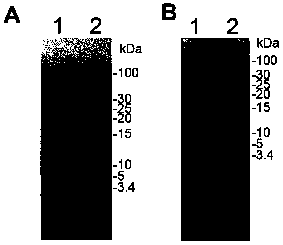 Polyacrylamide gel for separating small-molecular-weight proteins and preparation method of polyacrylamide gel