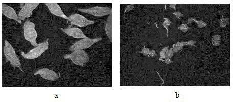 Method for culturing bletilla striata protocorm by means of bletilla striata seeds according to fluid suspension culture method