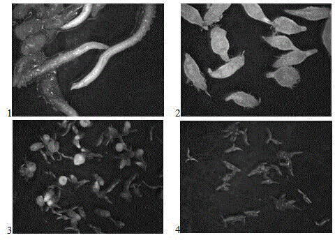 Method for culturing bletilla striata protocorm by means of bletilla striata seeds according to fluid suspension culture method