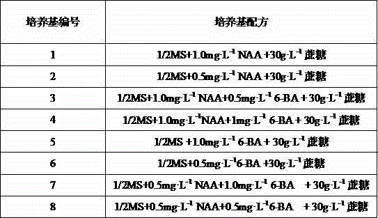 Method for culturing bletilla striata protocorm by means of bletilla striata seeds according to fluid suspension culture method