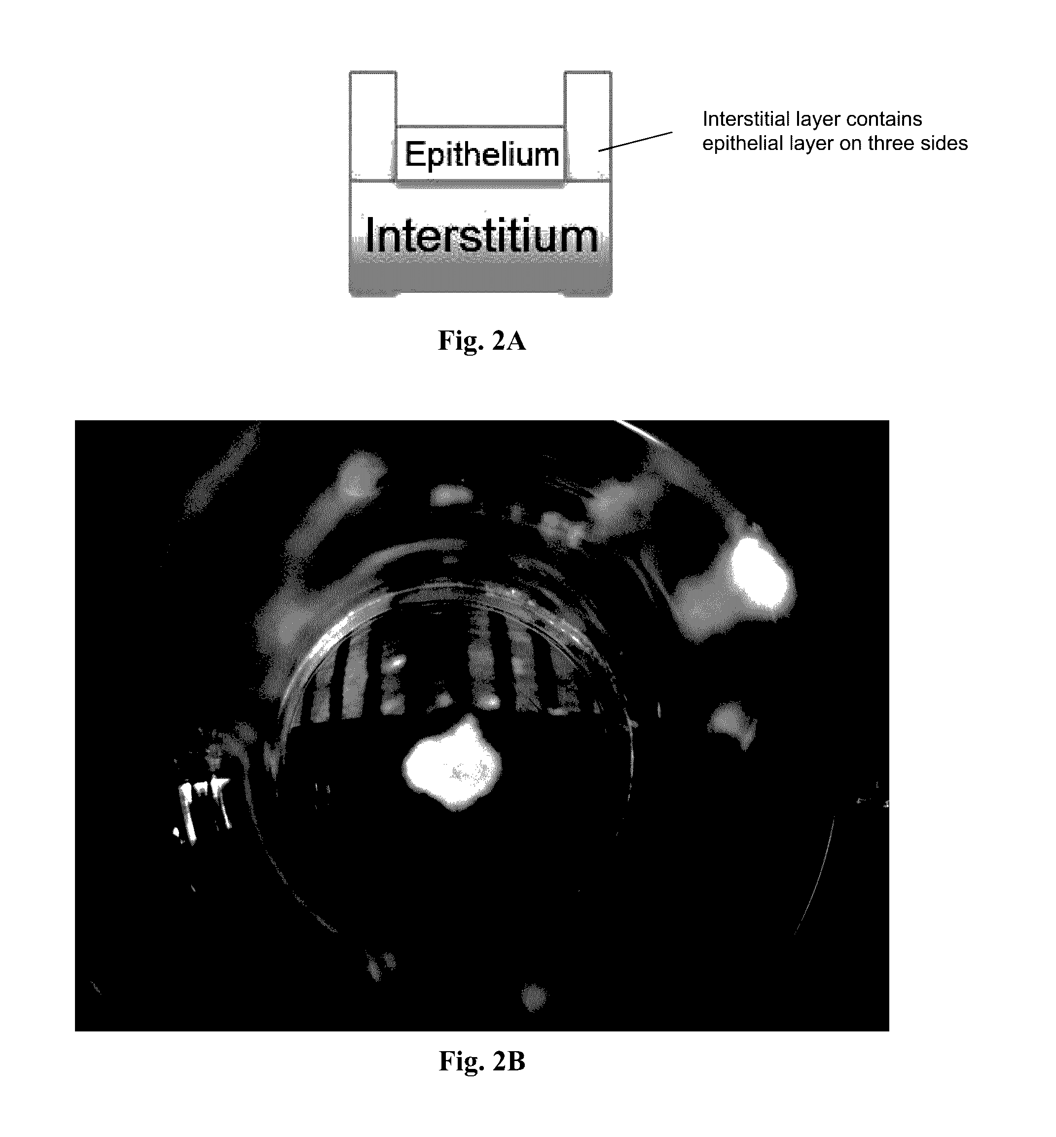 Engineered renal tissues, arrays thereof, and methods of making the same