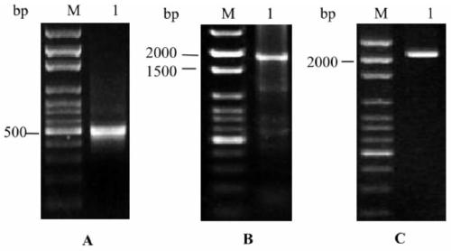 Using wheat genes to improve don and fhb resistance in Arabidopsis