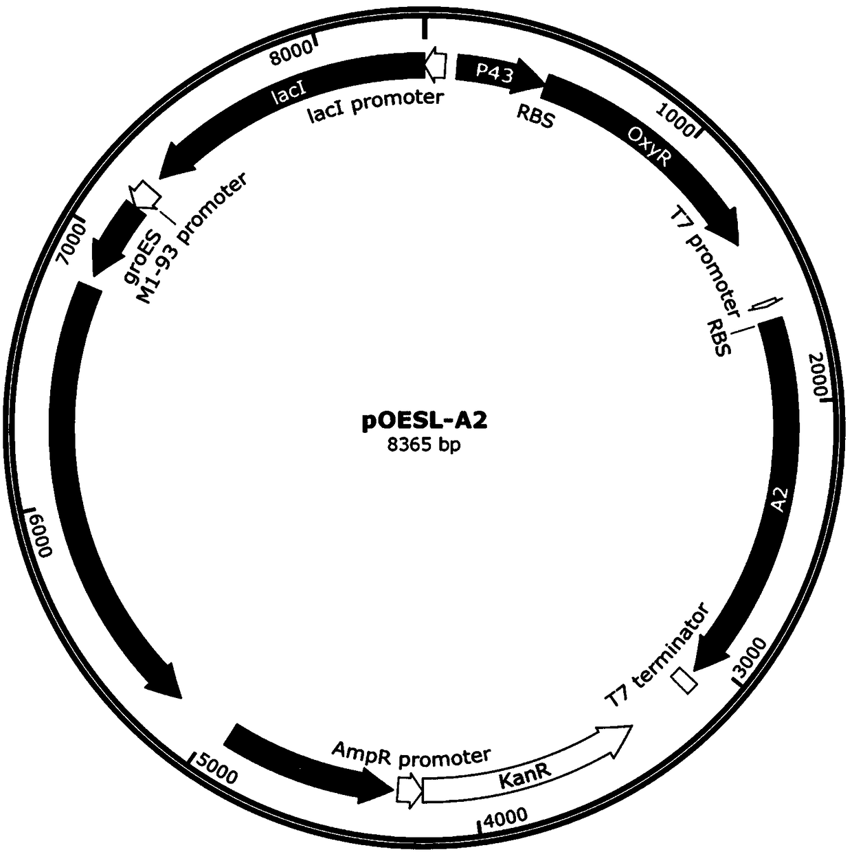 Recombinant plasmid for production of oxalate decarboxylase, system and method for expressing escherichia coli, and application