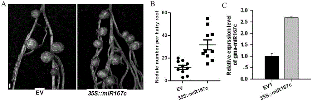 A kind of microrna that promotes plant nodulation and nitrogen fixation and its application