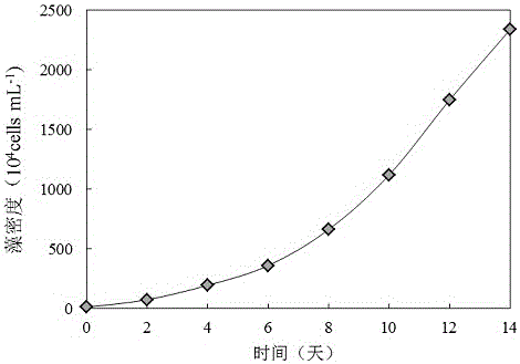 Microcystis aeruginosa culture method