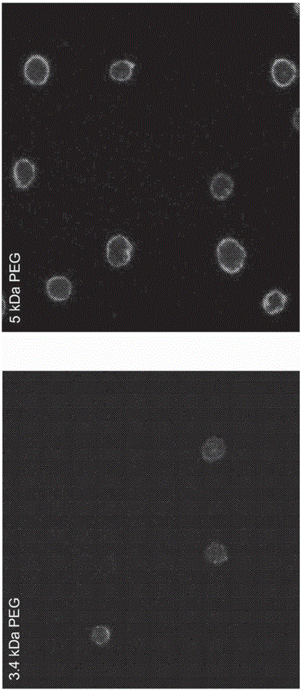 Compositions and methods for modifying the surface of cells and methods of use