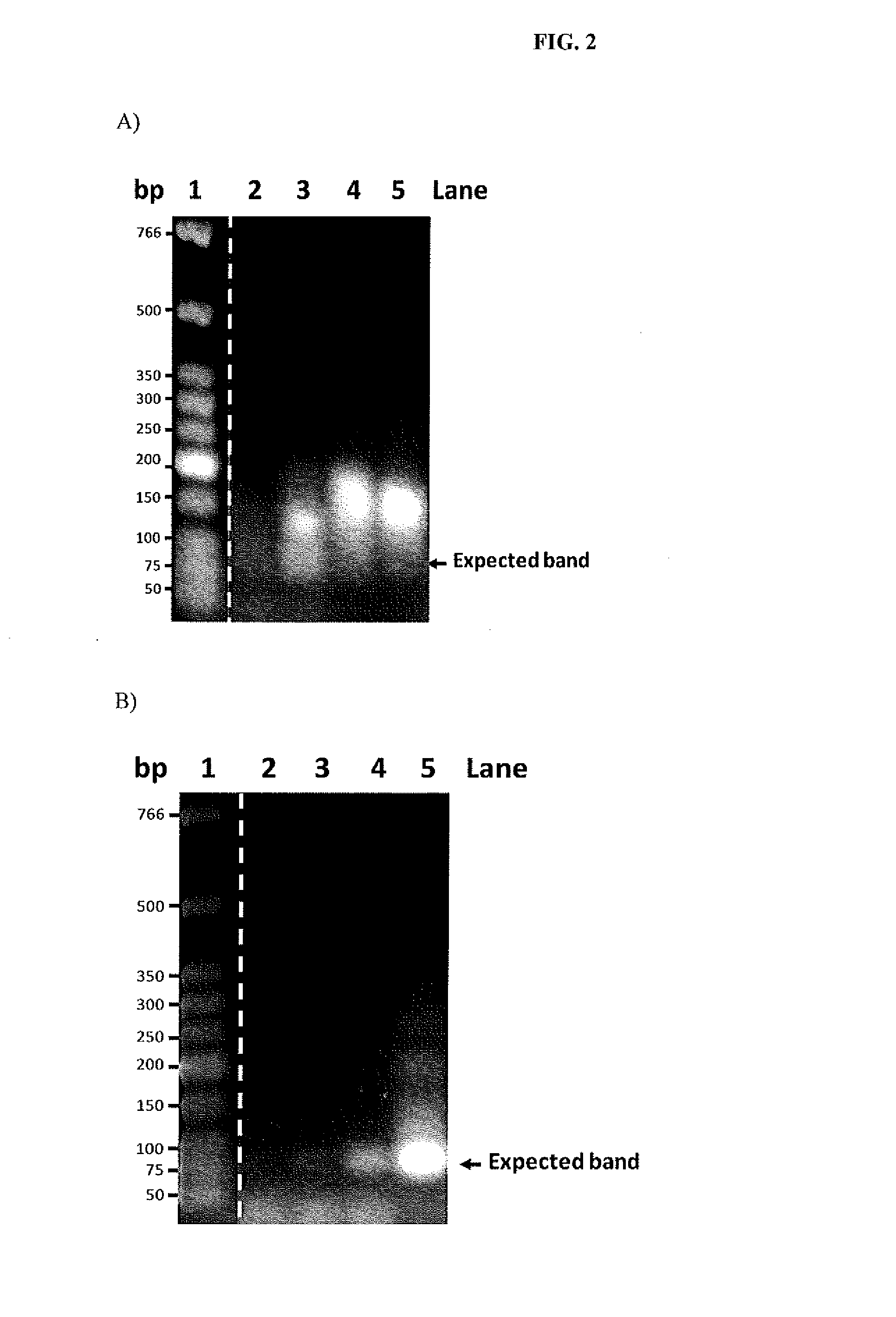 Troponin I protein binding compounds