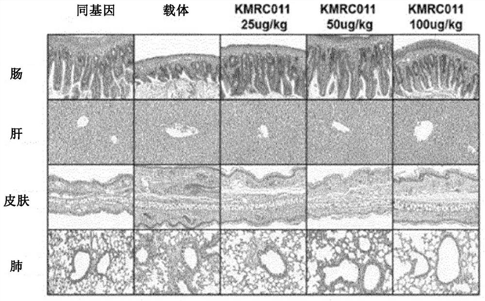 Composition for preventing or treating graft-versus-host disease comprising tlr5 agonist derived from flagellin as effective component