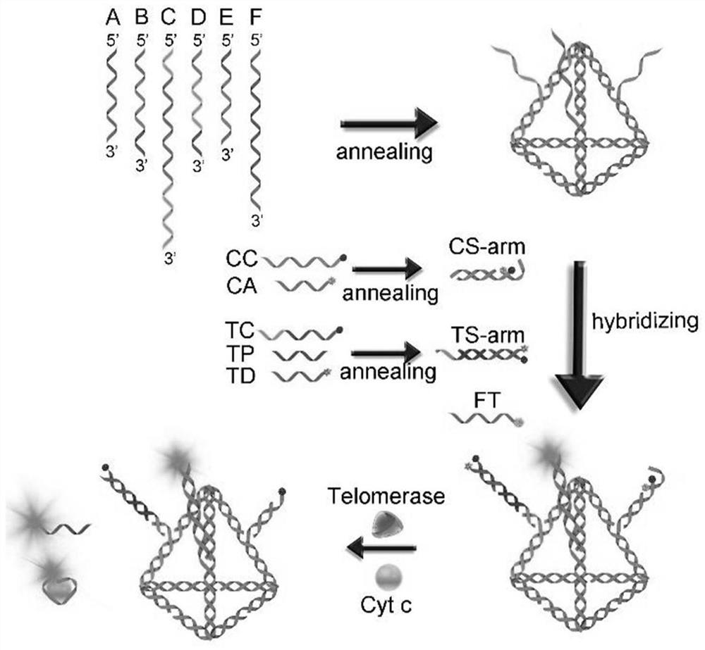 Fluorescent probe for monitoring apoptosis as well as preparation method and application of fluorescent probe